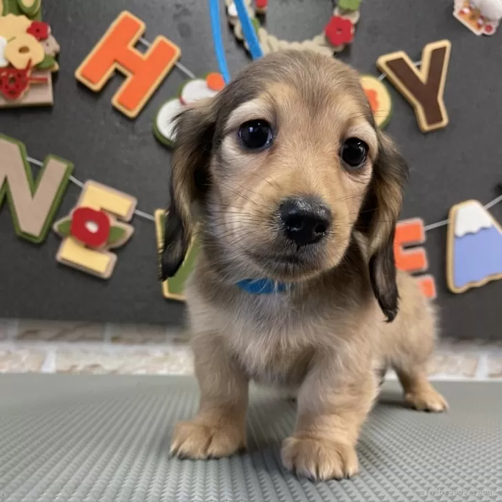 ID:2412-00457の子犬