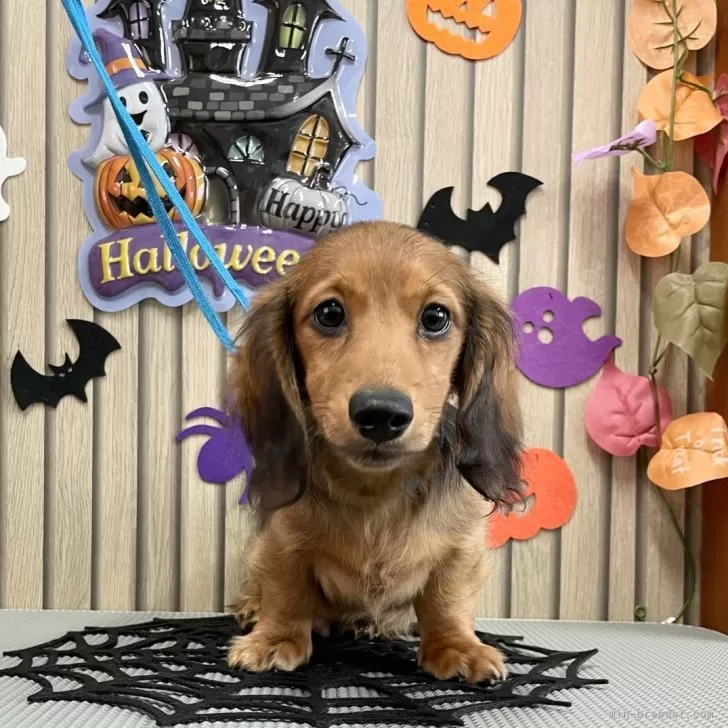 ミニチュアダックスフンド(ロング)【香川県・男の子・2025年6月7日・シェ-デッド・レッド】の写真1