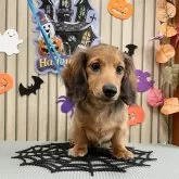 ミニチュアダックスフンド(ロング)【香川県・男の子・2025年6月7日・シェ-デッド・レッド】の写真3