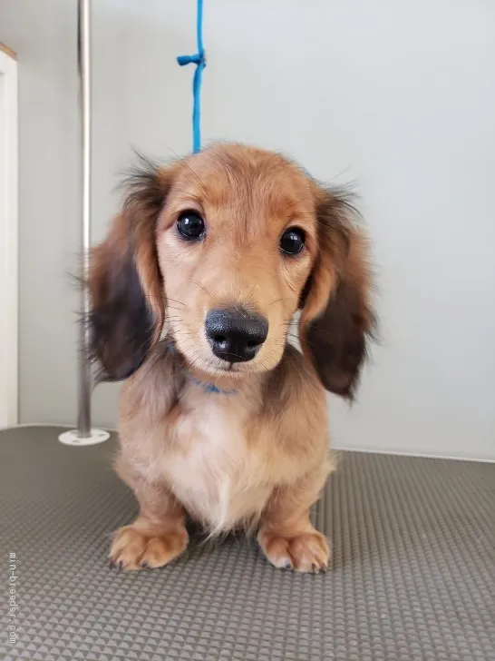 ID：2003-02846の子犬