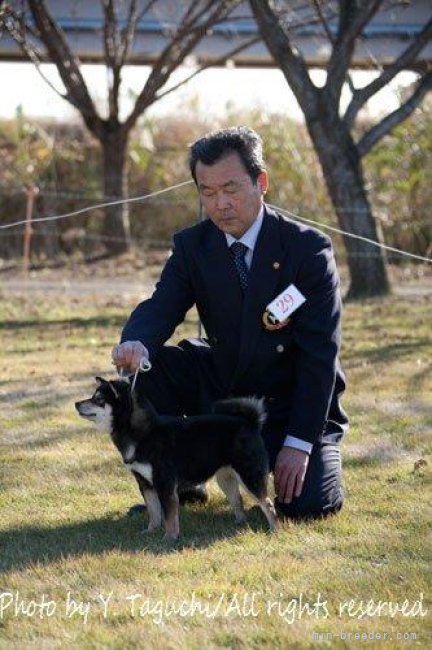 ドッグショー出陳 パンク町田審査員  B.BIS受賞しました｜中村　英美(なかむら　ひでみ)ブリーダー(茨城県・柴犬など・JKC/日本犬保存会/日本社会福祉愛犬協会登録)の紹介写真9