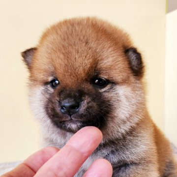 柴犬(標準サイズ)【茨城県・男の子・2024年12月1日・赤】の写真「タヌキ顔間違え無し」
