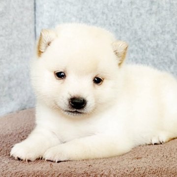 柴犬(豆柴)【茨城県・男の子・2025年5月25日・白】の写真「豆柴チャンピオン直子」