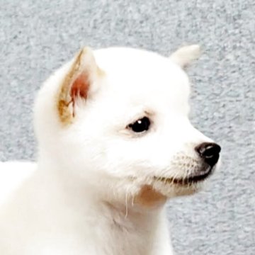 柴犬(豆柴)【茨城県・男の子・2025年5月25日・白】の写真「父親豆柴チャンピオン 色素のしっかりした豆柴です」