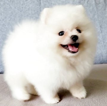 ポメラニアン【茨城県・男の子・2025年5月5日・ホワイト】の写真「父親は台湾直輸入犬」