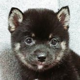 柴犬(豆柴)