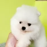 ポメラニアン