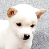 柴犬(豆柴)