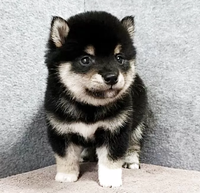 タンタン（黒柴ちゃんママ様分） 豆柴ちゃん生まれました〜😆🌸お母さんの小さい（最後の1枚）頃