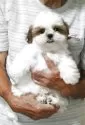 シーズー【茨城県・男の子・2025年6月6日・ゴールド&ホワイト】の写真13