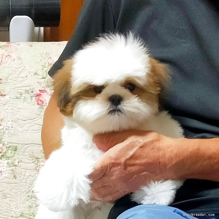 ブリーダー画像