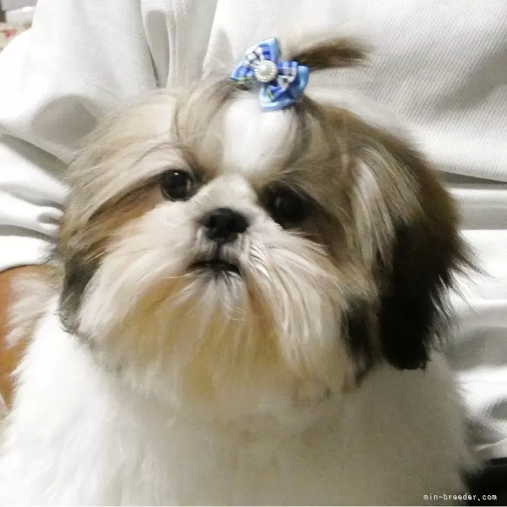 シーズー【茨城県・男の子・2025年6月6日・ゴールド&amp;ホワイト】の写真1「ブレーズ（目と目の間の白い部分）がきれいに入っているイケメン君。」