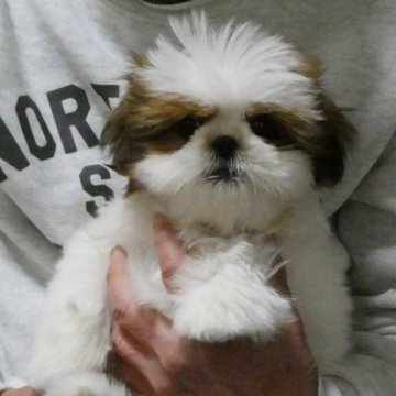 シーズー【茨城県・女の子・2024年11月29日・ゴールド&ホワイト】の写真「2/17動画更新しました」