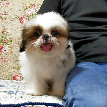 シーズー【茨城県・男の子・2025年6月6日・ゴールド&ホワイト】の写真「少し小さめな男の子😊」