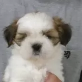 シーズー