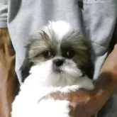 シーズー