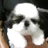シーズー
