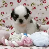 シーズー