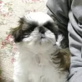 シーズー