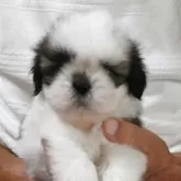 シーズー
