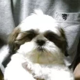 シーズー