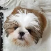 シーズー