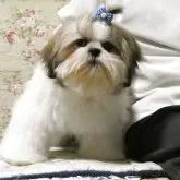 シーズー【茨城県・男の子・2025年6月6日・ゴールド&ホワイト】の写真5「男の子は甘えん坊」