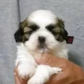 シーズー【茨城県・男の子・2025年6月6日・ゴールド&ホワイト】の写真7