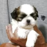 シーズー【茨城県・男の子・2025年6月6日・ゴールド&ホワイト】の写真10