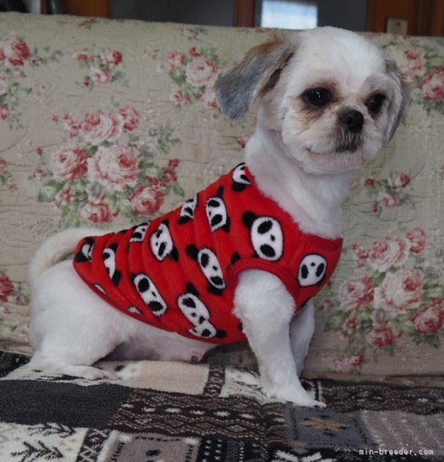 シーズー【・女の子・2021年11月26日・ゴールド＆ホワイト】「美人さん」