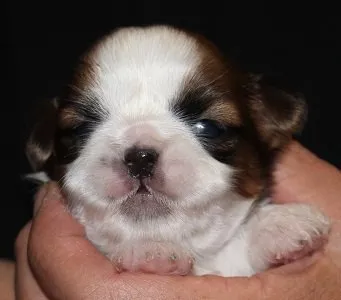 ID：1510-01331の子犬