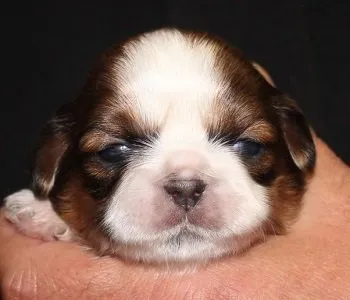 ID：1510-01329の子犬