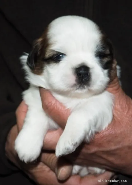 ID:2202-01700の子犬