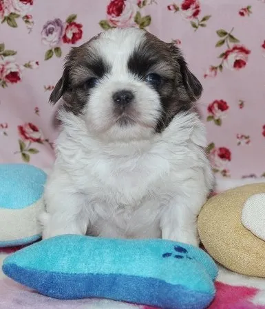 ひかるくん 様のお迎えした子犬