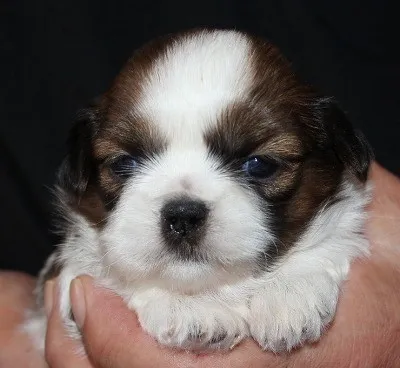 ID：1408-01140の子犬