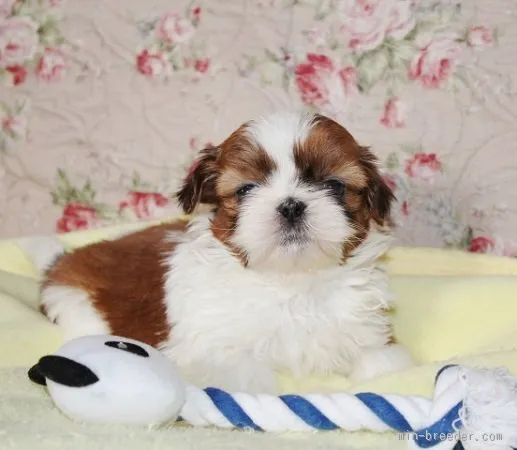 ID：1602-01124の子犬