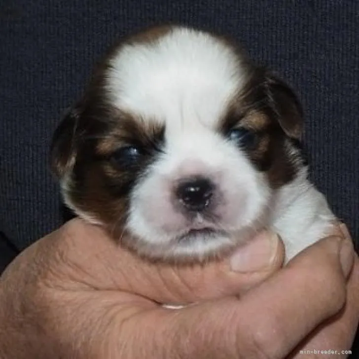 ID：2211-02441の子犬