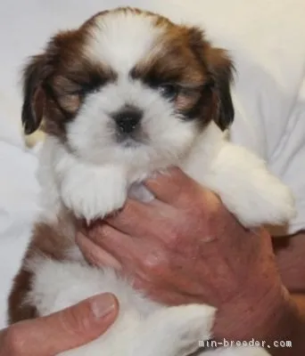 ID：1708-01099の子犬