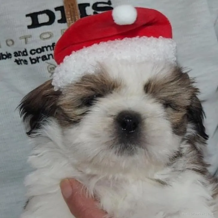 ID:2211-03081の子犬