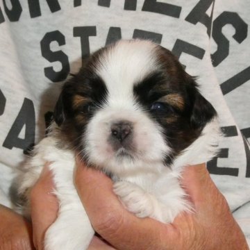 シーズー【茨城県・女の子・2024年4月2日・ゴールド&ホワイト】の写真「シーズーの日（4/2）生まれの可愛い長女ちゃん」