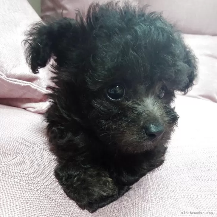 ID:2508-08990の子犬