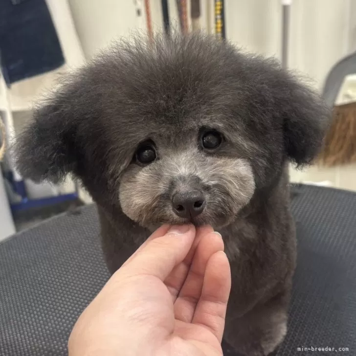 ID：2410-06411の子犬