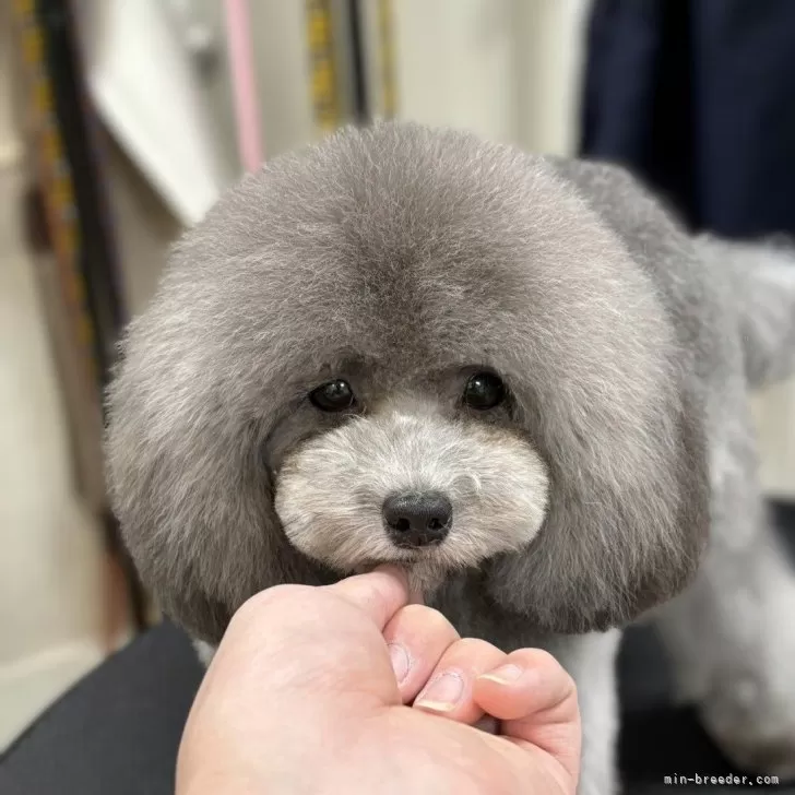 ID:2501-04903の子犬