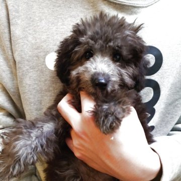 トイプードル(タイニー)【北海道・男の子・2025年7月13日・シルバー(グレー)】の写真「かわいくて明るい子🎶育てやすいくいい子です😊」