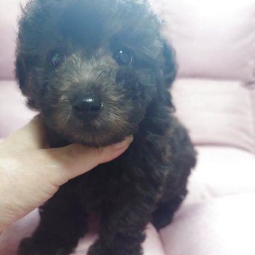 トイプードル(タイニー)【北海道・男の子・2025年7月13日・シルバー(グレー)】の写真「甘えっ子の長男君✨足短いです🎶おとぼけ顔」