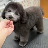 タイニープードル
