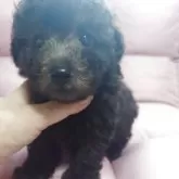 タイニープードル