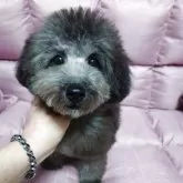 タイニープードル