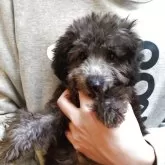 タイニープードル【北海道・男の子・2025年7月13日・シルバー(グレー)】の写真2