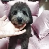 タイニープードル【北海道・男の子・2025年7月13日・シルバー(グレー)】の写真4